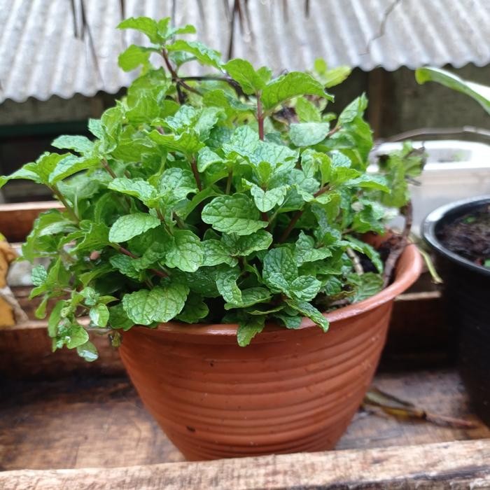 

Bibit tanaman daun mint