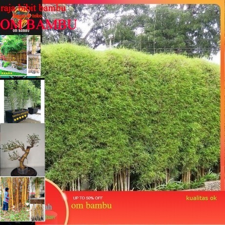 Tanaman hias pohon bambu jepang untuk pagar PROMO