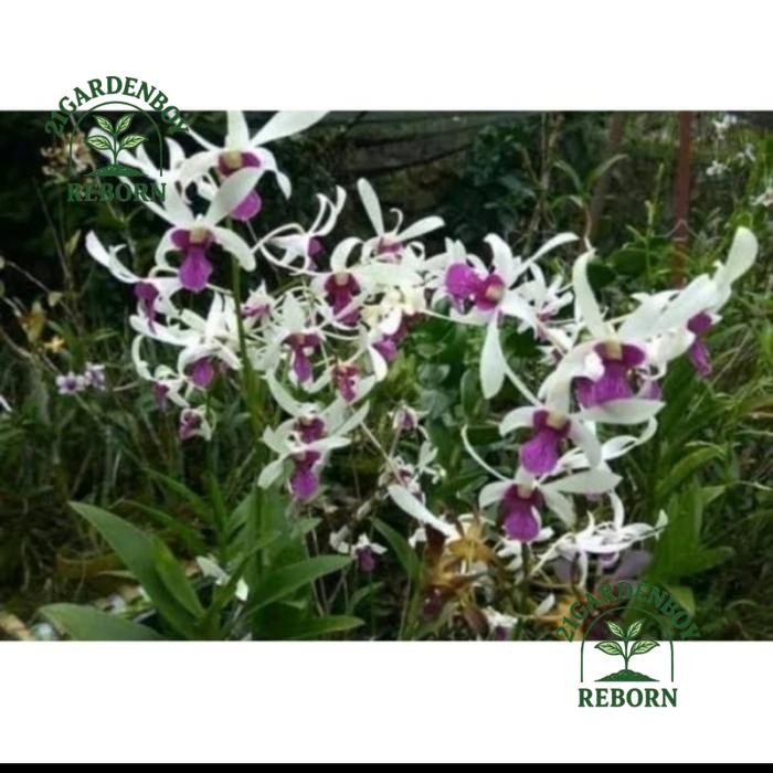 (BAYAR DI TEMPAT) tanaman anggrek kriting dendro mesagnil remaja