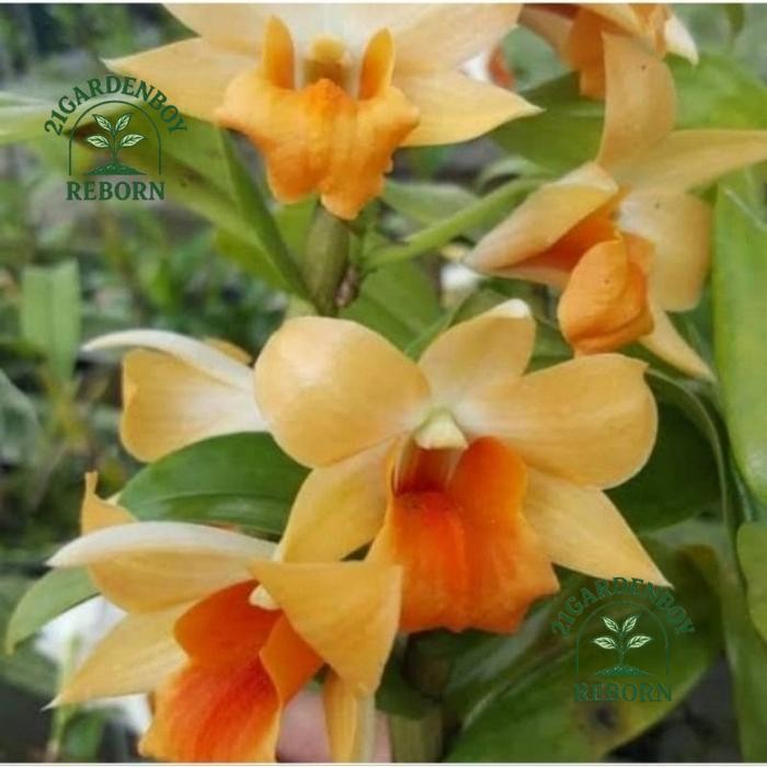 (BISA COD) Pohon Anggrek Dendrobium Frosty Orange Dewasa Sudah Spike .