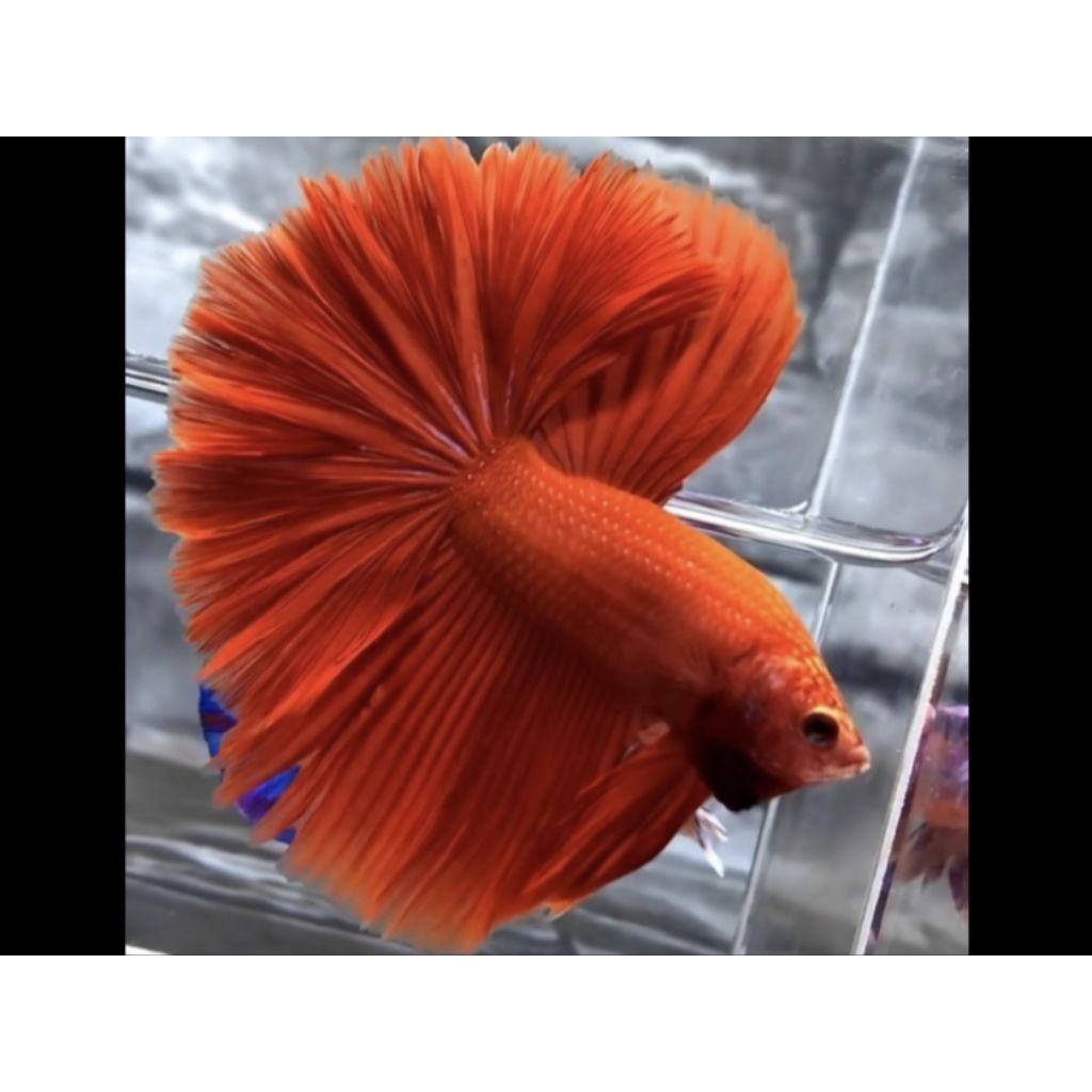 HM SUPER RED + HALFMOON SUPER RED GRADE A+