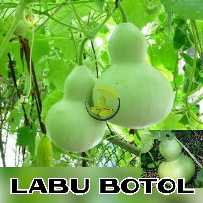5 Benih Labu Botol Benih Bibit Labu Kendil Labu Air