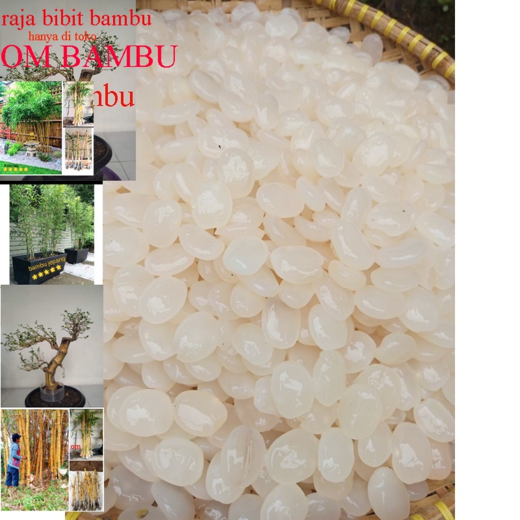 

kolang kaling segar/fresh 1kG bahan manisan terbaik