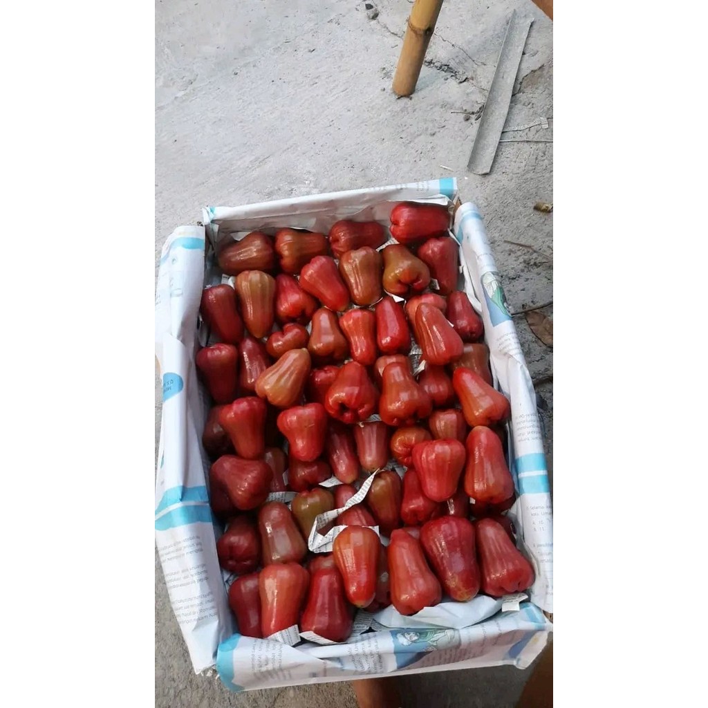 

PASAR ONLINE MURAH - JAMBU AIR CITRA 15 kilo/ JAMBU AIR MERAH