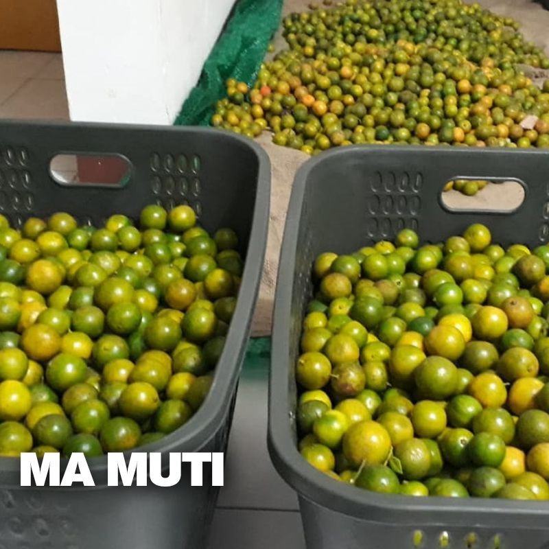 JERUK SEGAR LEMON CUI 1KG / JERUK SONKIT PONTIANAK / JERUK KUNCI / KASTURI / KALIMANSI