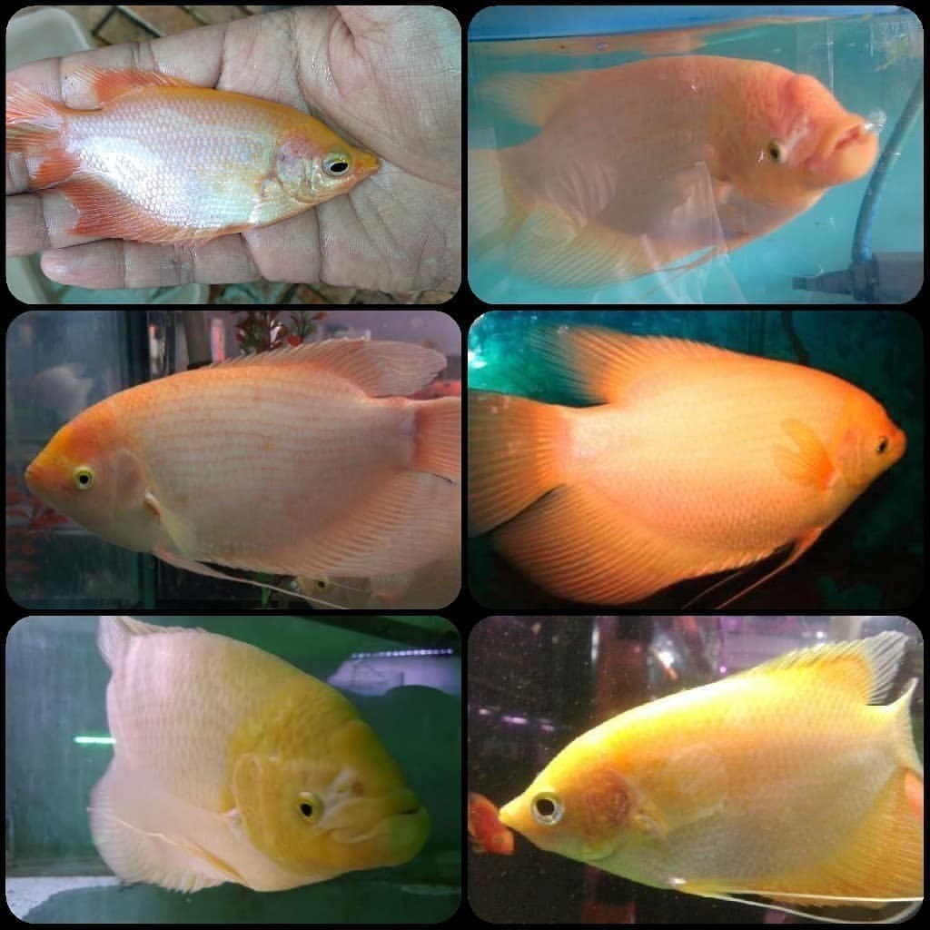 GANCI akuarium hiasan gurame padang 2 3 jari gen albino jenong tankmate KMBR AQUATIC