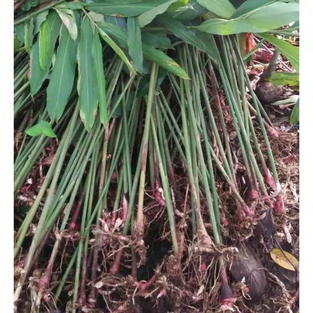 Benih Kapulaga / Bibit Kapulaga Kapolaga