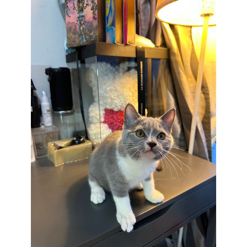 kucing british short hair color jantan 3 bulan
