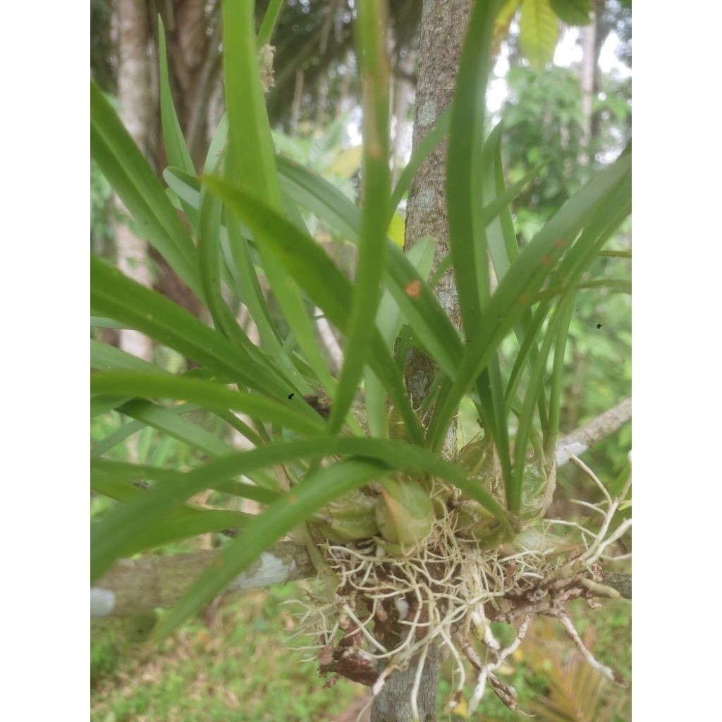 Tanaman hias anggrek hutan anggrek bawang