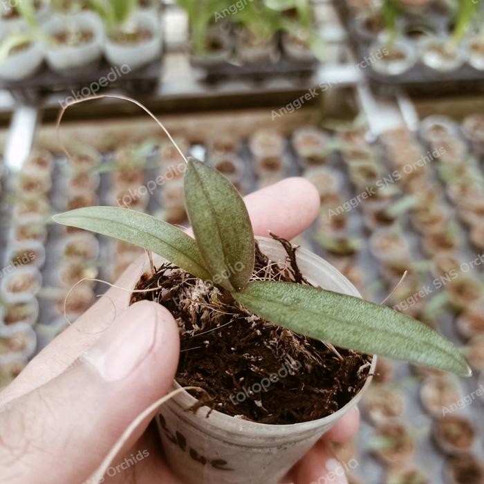 (BISA COD) Seedling Doritis Blue Bibit Bunga Anggrek Bulan Pulcherrima Biru Mini