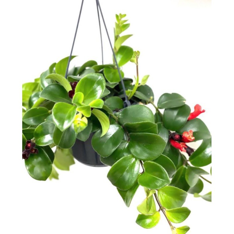 tanaman gantung lipstik bunga merah-tanaman hias-tanaman outdoor-hiasan ditaman-hiasan didepan teras