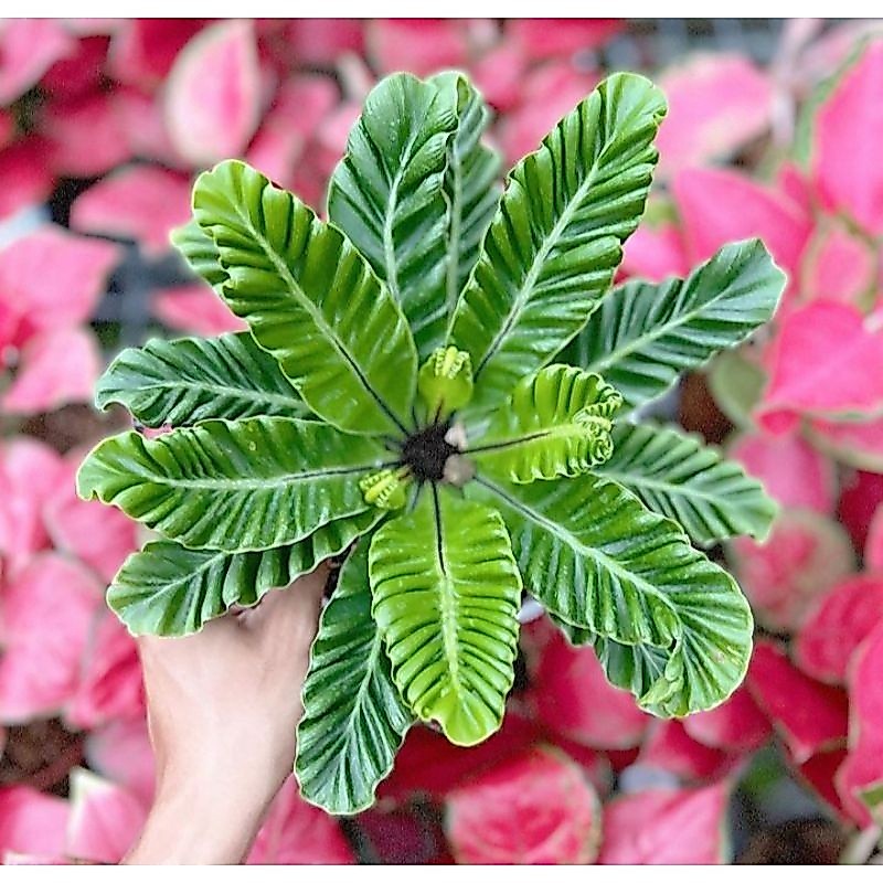 Tanaman Hias Kadaka Lasagna - Tanaman Asplenium Cobra - Kadaka Lasagna - Tanaman Kadaka Kobra