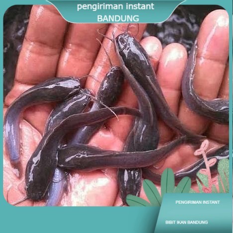 Bibit / benih ikan lele Sangkuriang 7 - 8 cm per 100 Ekor GROSIR BANDUNG TERDEKAT