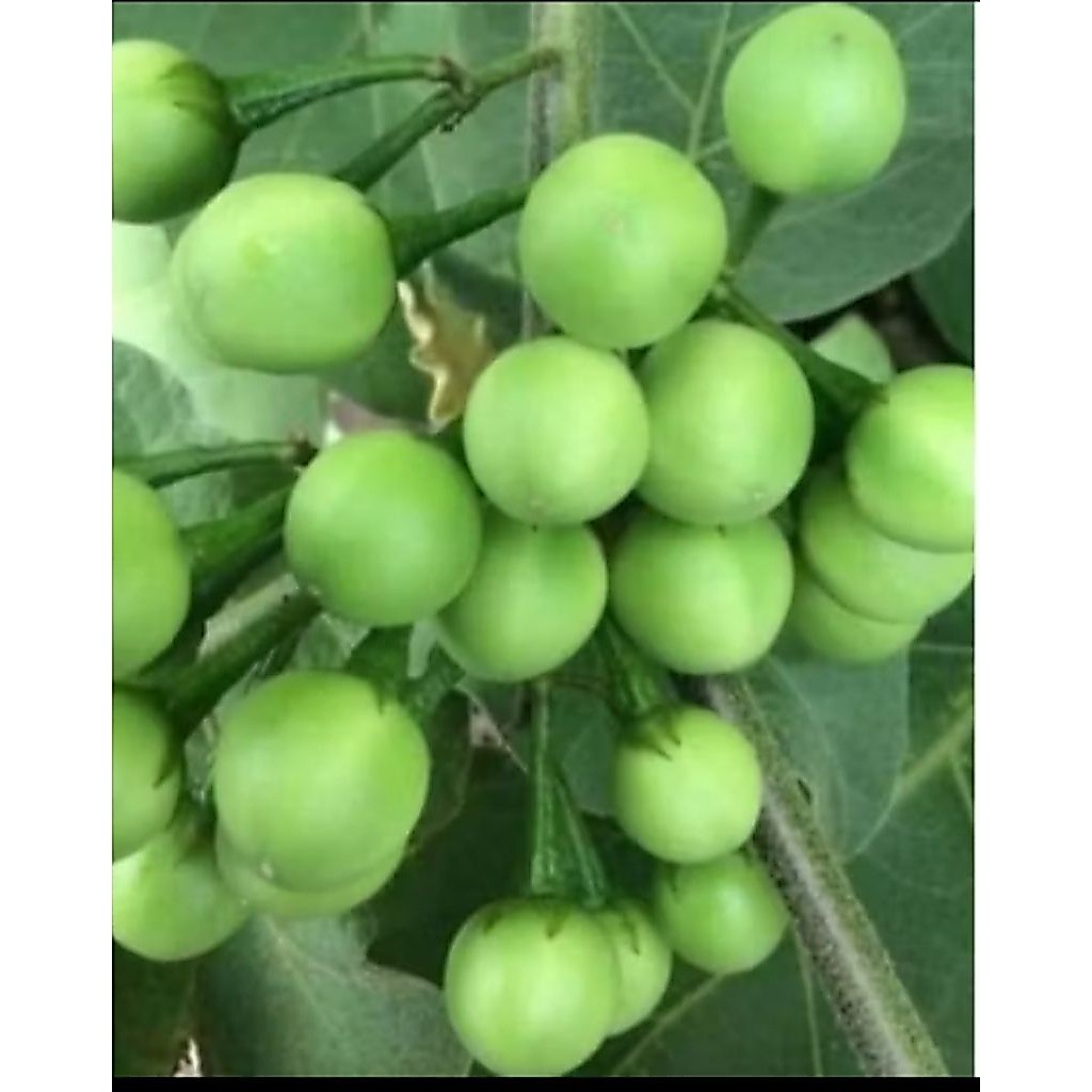 1 KG Pokak/tekokak/rimbang fresh asli Jawa organik