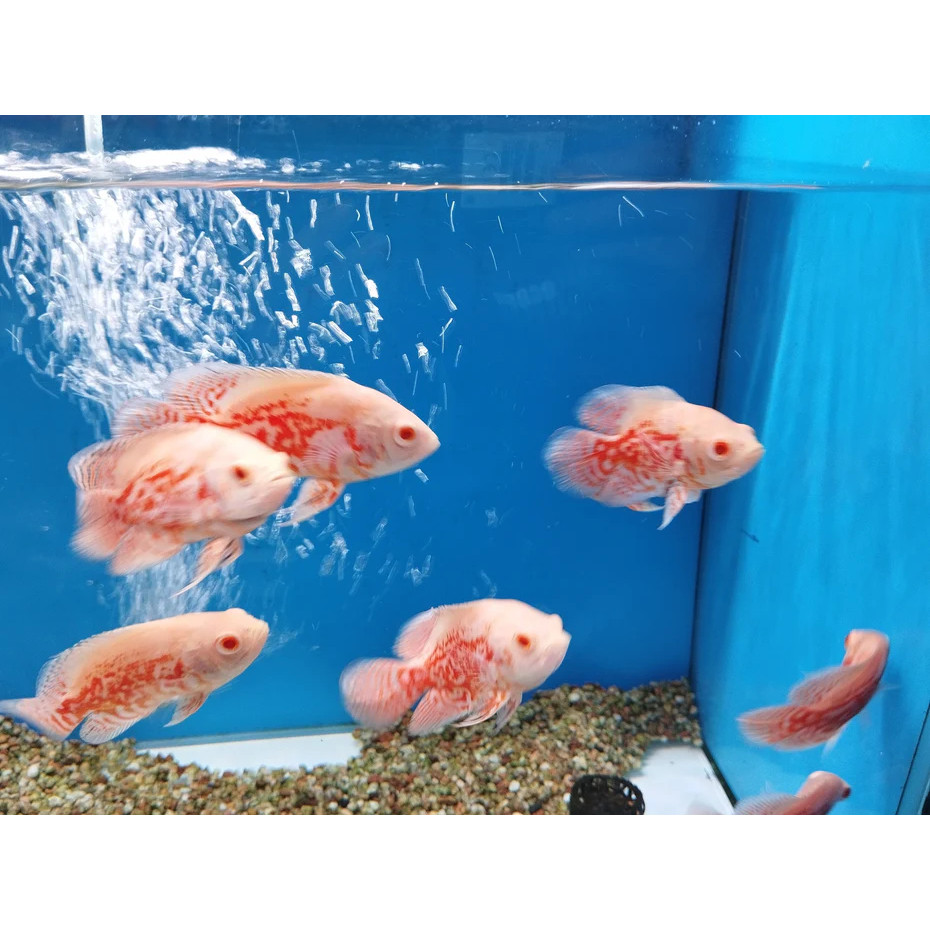 Ikan Hias Air Tawar Oscar Tiger Albino Grade A