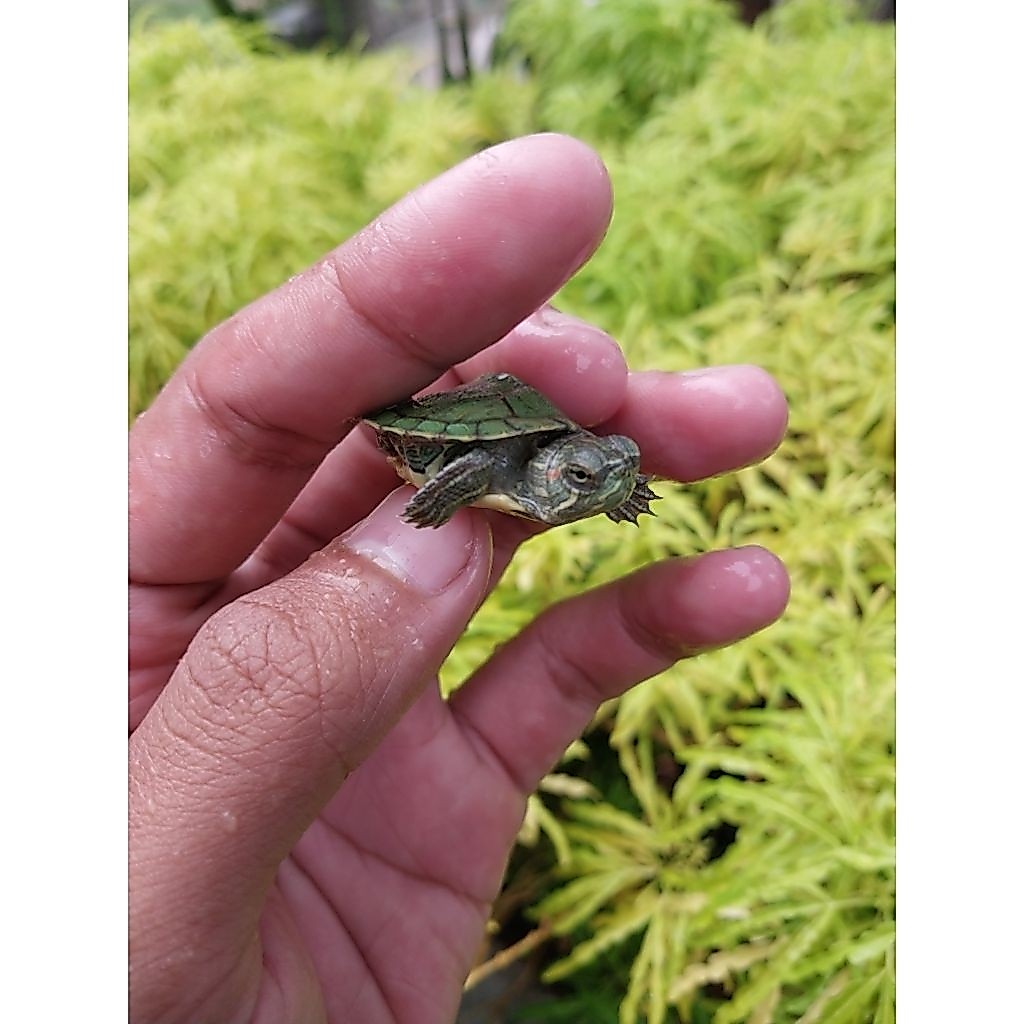 BABY kura² Brazil RES