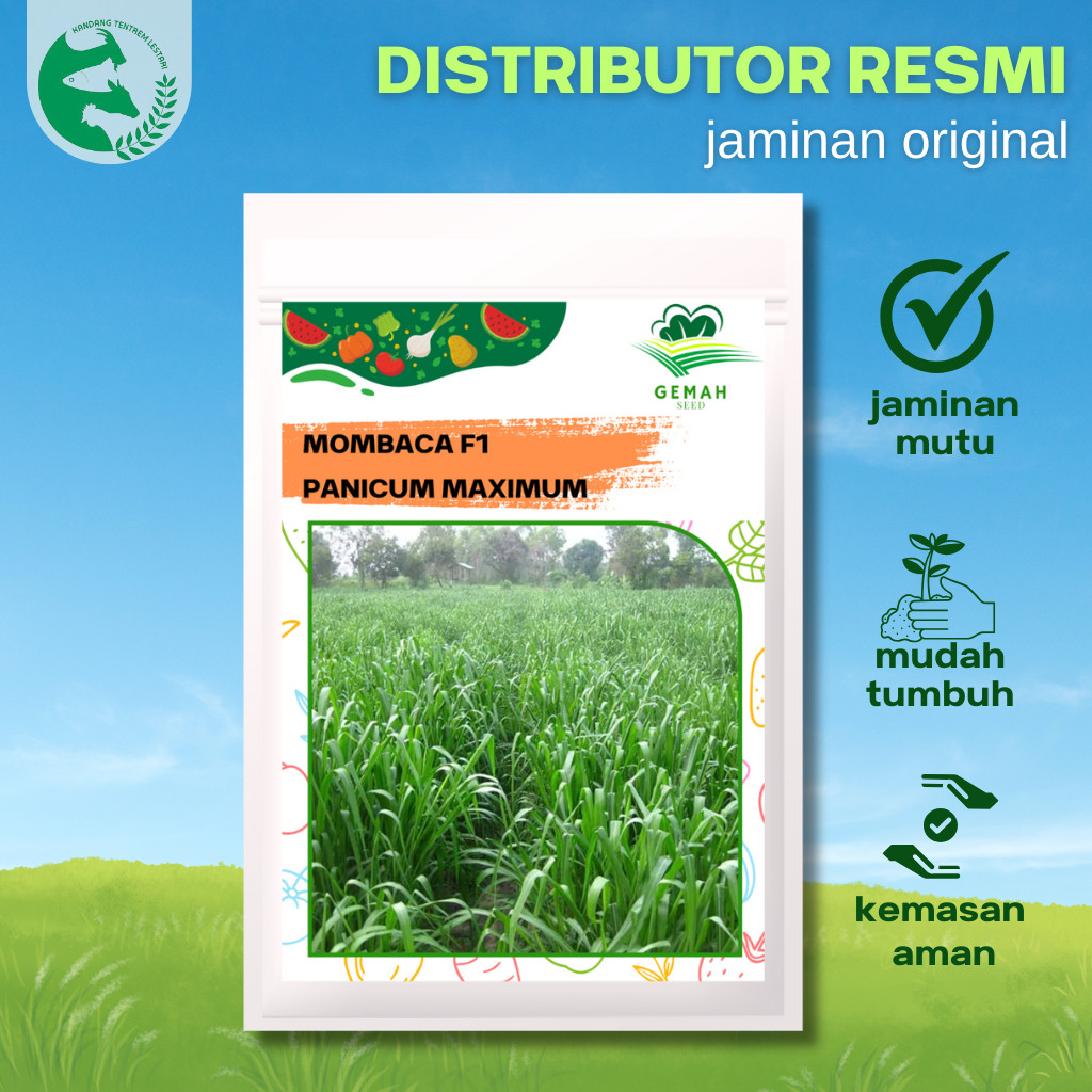 Benih Rumput MOMBACA F1 1,200 Biji Premium Gemah Panicum RUMPUT HIJAUAN Pakan Ternak Kambing Sapi Do