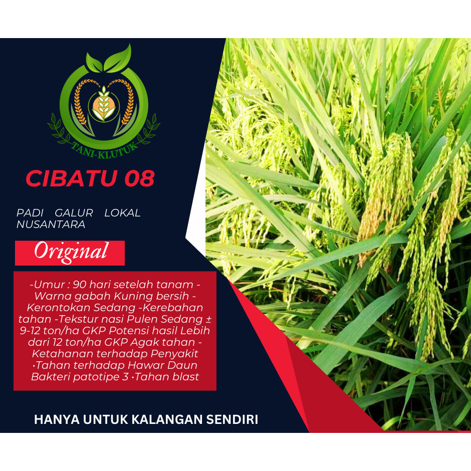 Benih padi Cibatu 08 kemasan 5kg ORIGINAL PRODUK