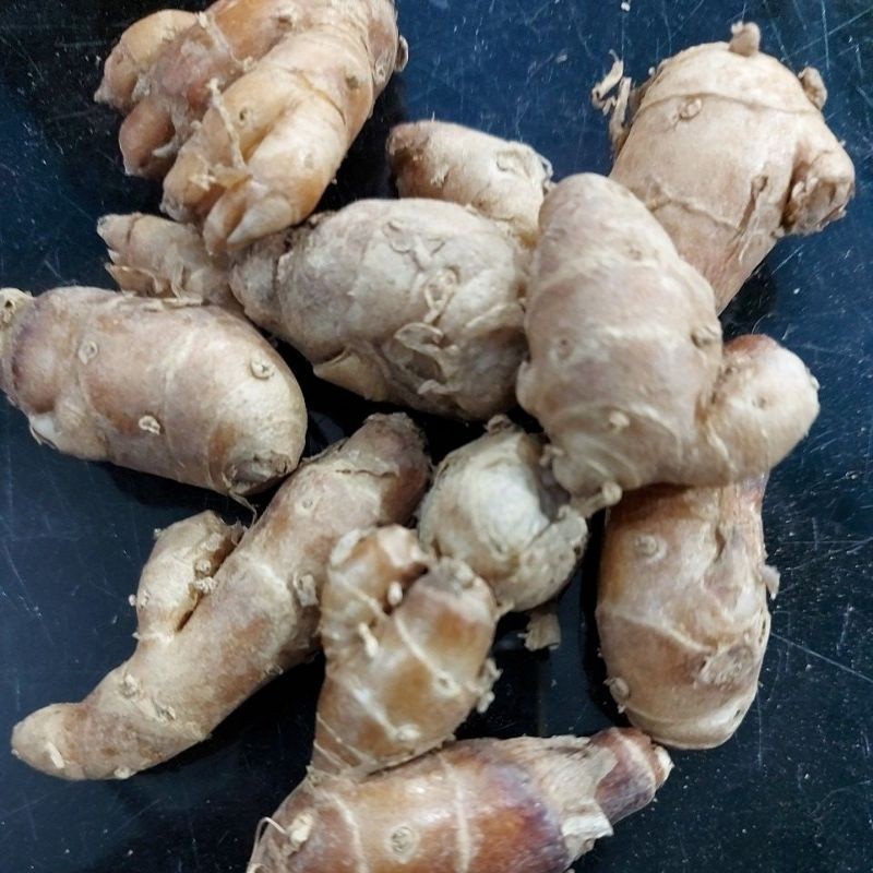 

LadangHerbal kencur Segar Fresh Cikur 500gr I Bisa Buat Seblak Atau Herbal