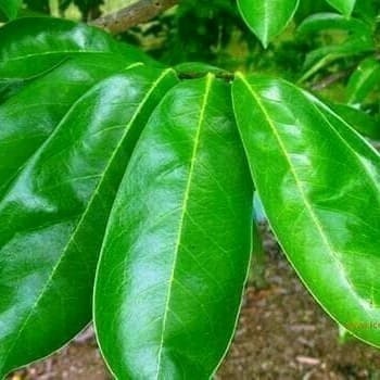 

Promo COD Daun sirsak segar 250 gram fresh A.S F. S