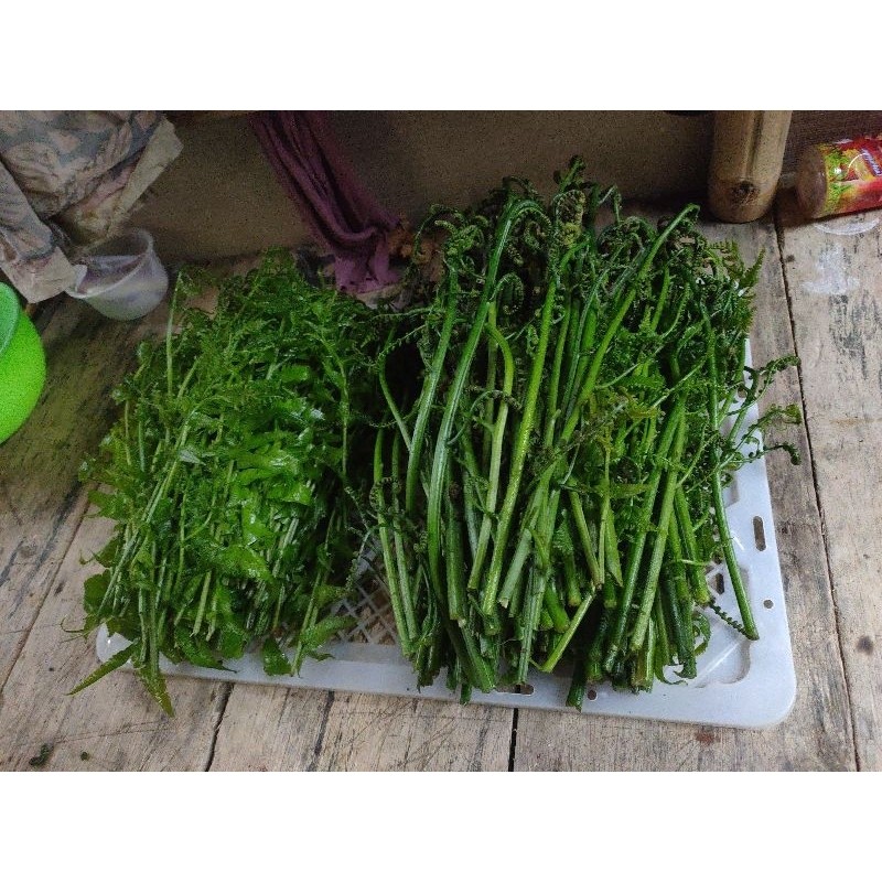 

Pakis sayur asli organik 250 gram