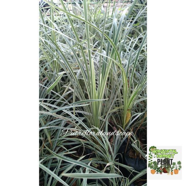 Tanaman hias jaburan putih-alang alang jaburan(PARIS CAREX MORROWII ICE DANCE),jaburan putih