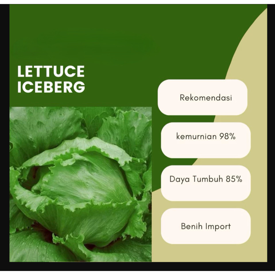RBP Benih Selada Iceberg Head Lettuce