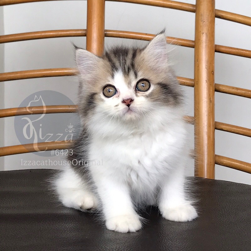 makanan kucing ras BSH mix persian
