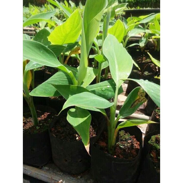 bibit pisang nangka/ pisang raja nangka