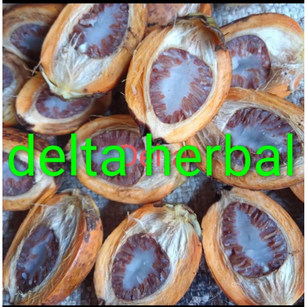BUAH PINANG TUA / PINANG TUA fress 1 kg