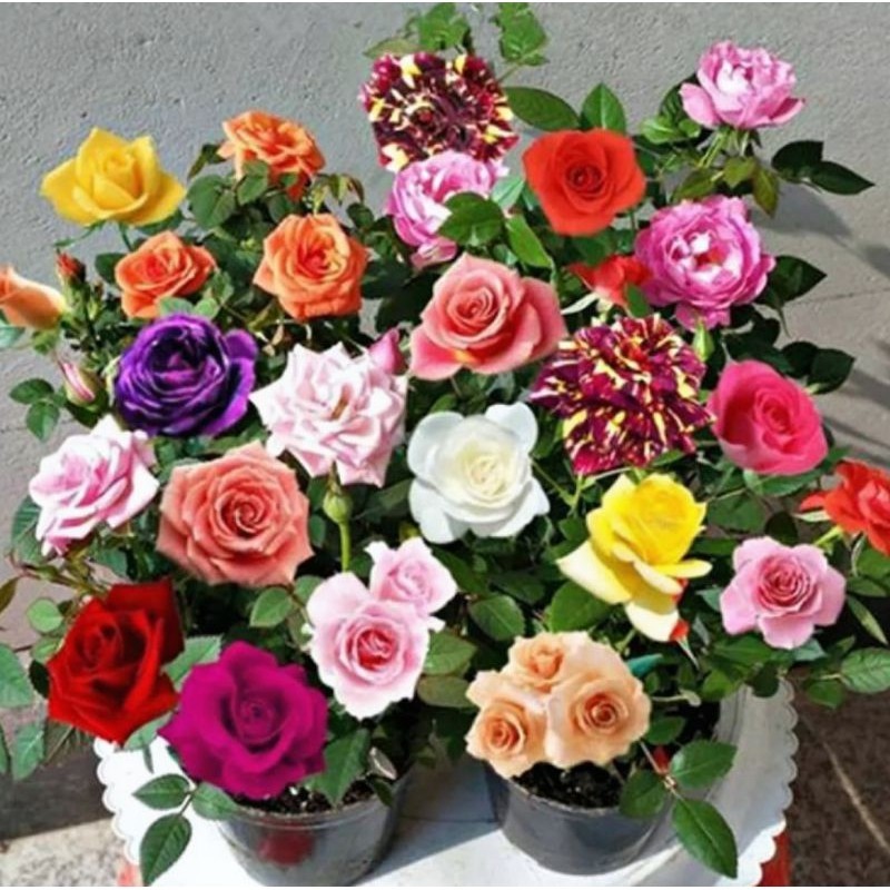 Tanaman Bunga Mawar Hidup Wangi / Bunga Hias Mawar Asli-Tanaman Hias Mawar Asli Indor