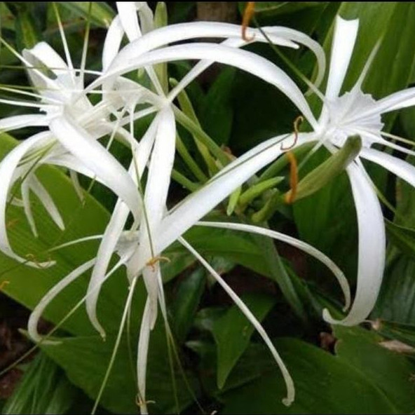Bunga Bakung Putih Segar – Bouquet Elegan / White Lily Bouquet