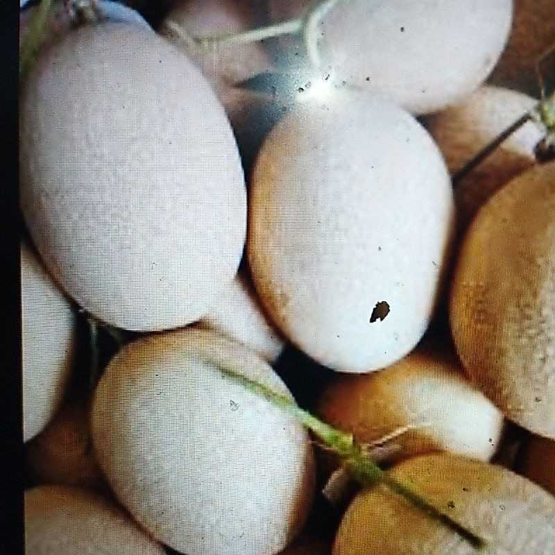 melon premium sweet net 9 per 500 gr