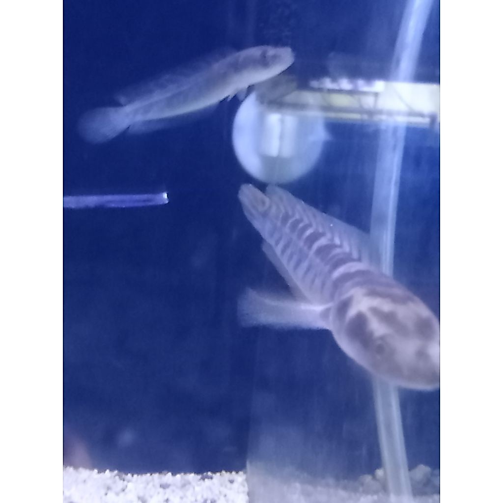 ikan chana maru ys