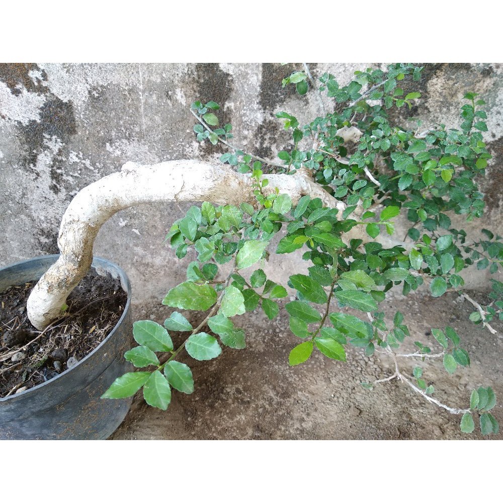 Bonsai serut besar     Berkualitas