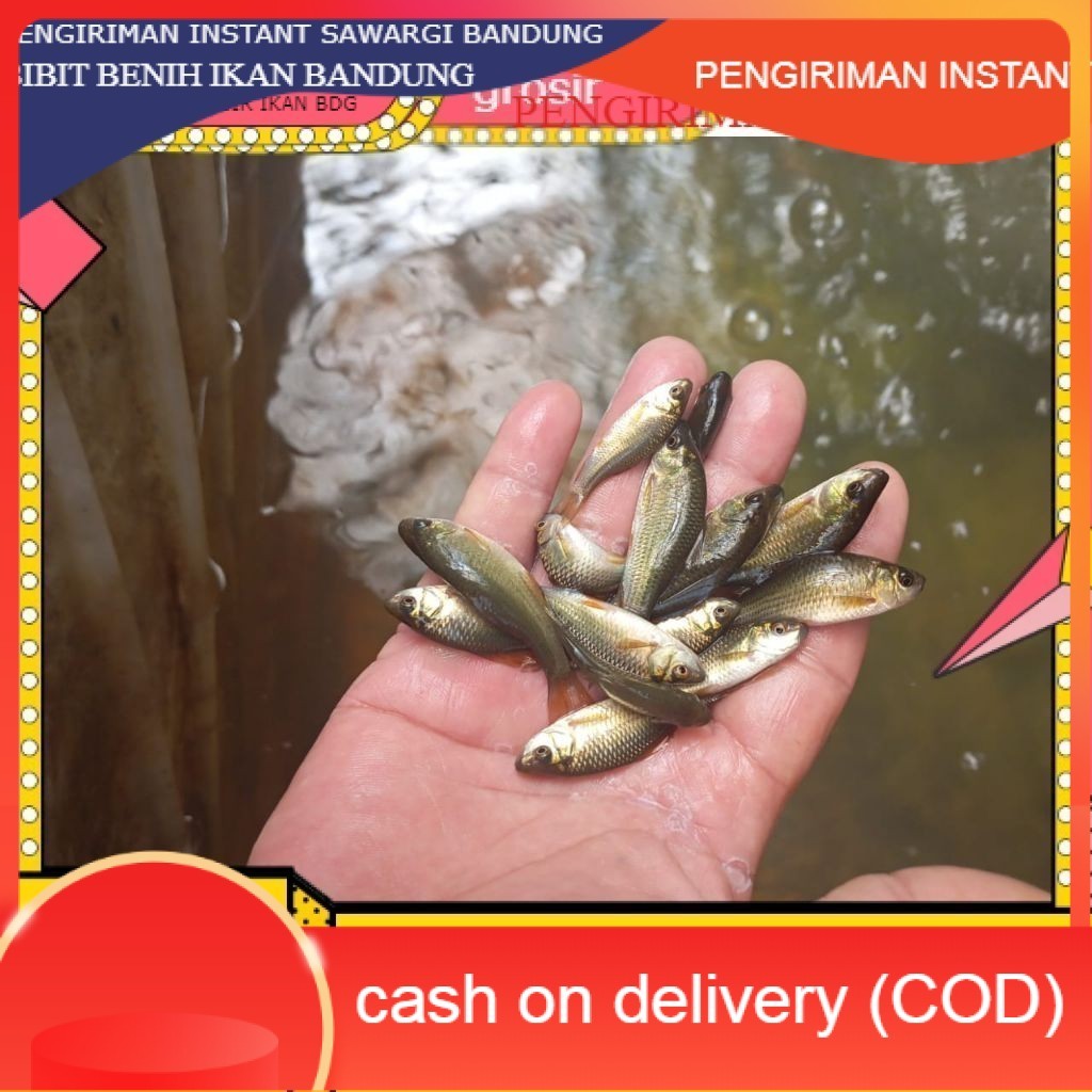 50 ekor Ikan Nilem terapi / trapi / per 50 ekor / ikan terapi GROSIR BANDUNG PER EKOR INSTANT COD