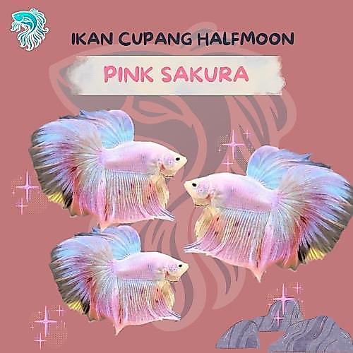Ikan Cupang Pink Halfmoon (Real Pict)