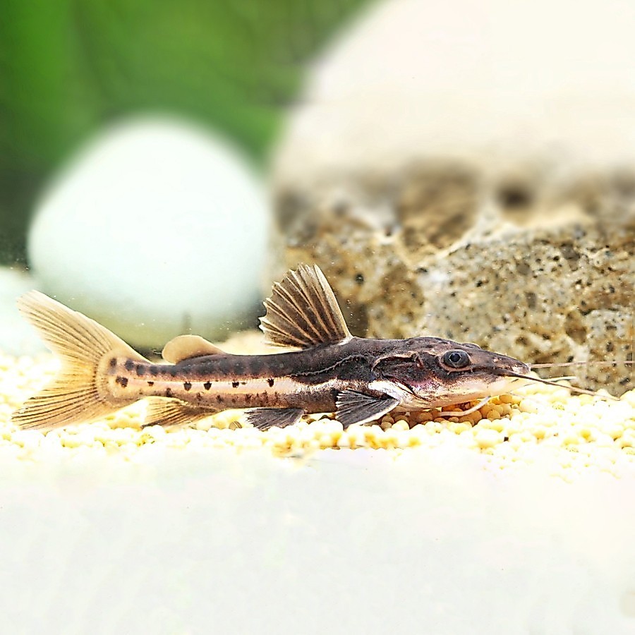 Ikan Hias Leopard Catfish / Ikan Predator Aquarium Kolam