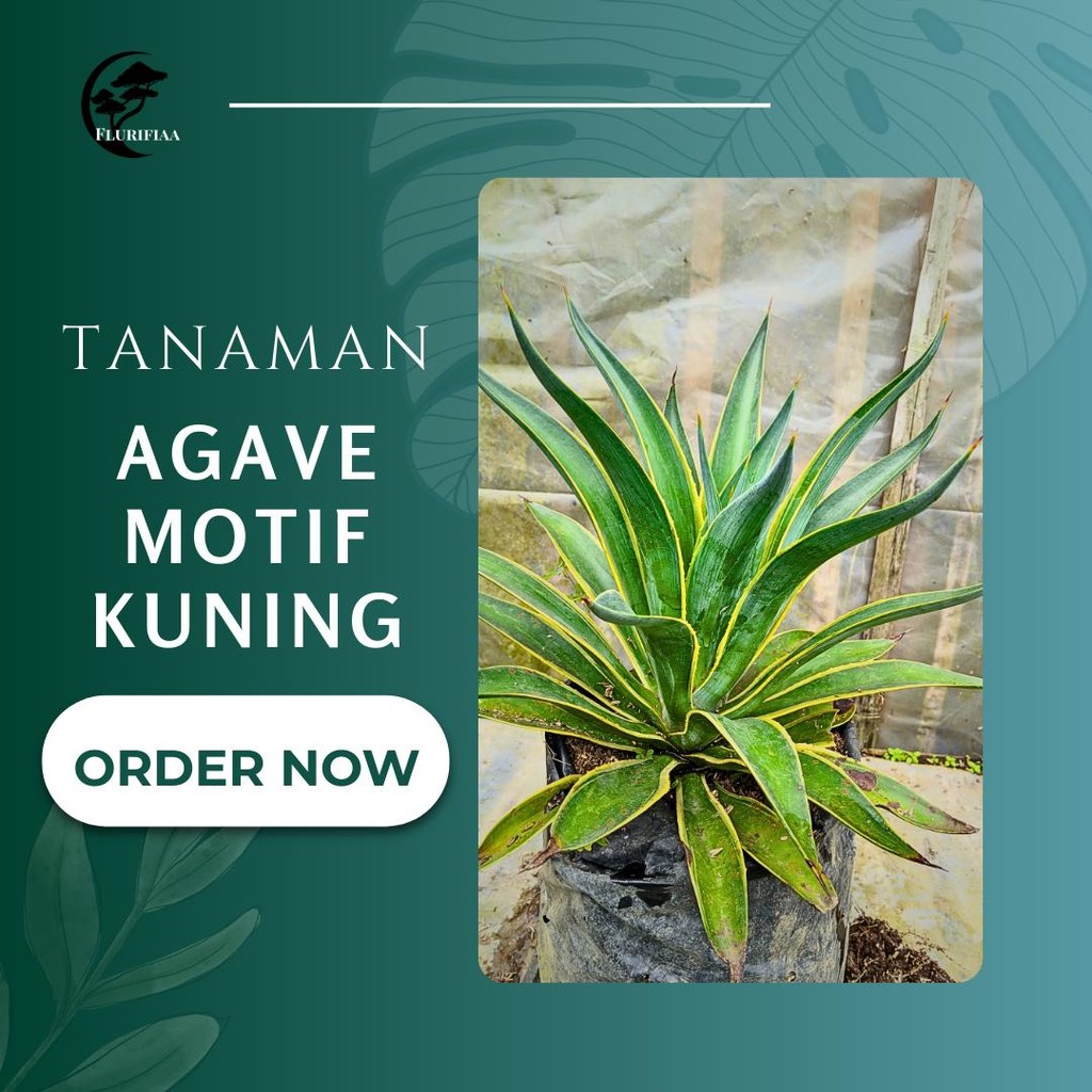 Tanaman Hias Agave Motif Kuning (Agave Americana Variegata)