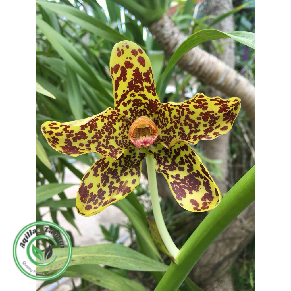 Anggrek grammatophyllum martae seedling