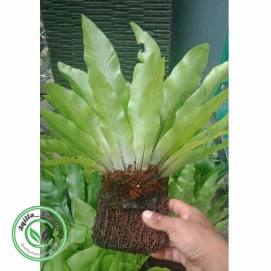 Kadaka + Papan pakis Tanaman Hias Kadaka tempel berkualitas