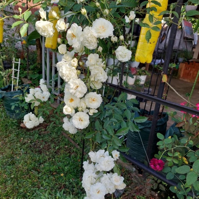 Mawar Prosperity - Mawar putih