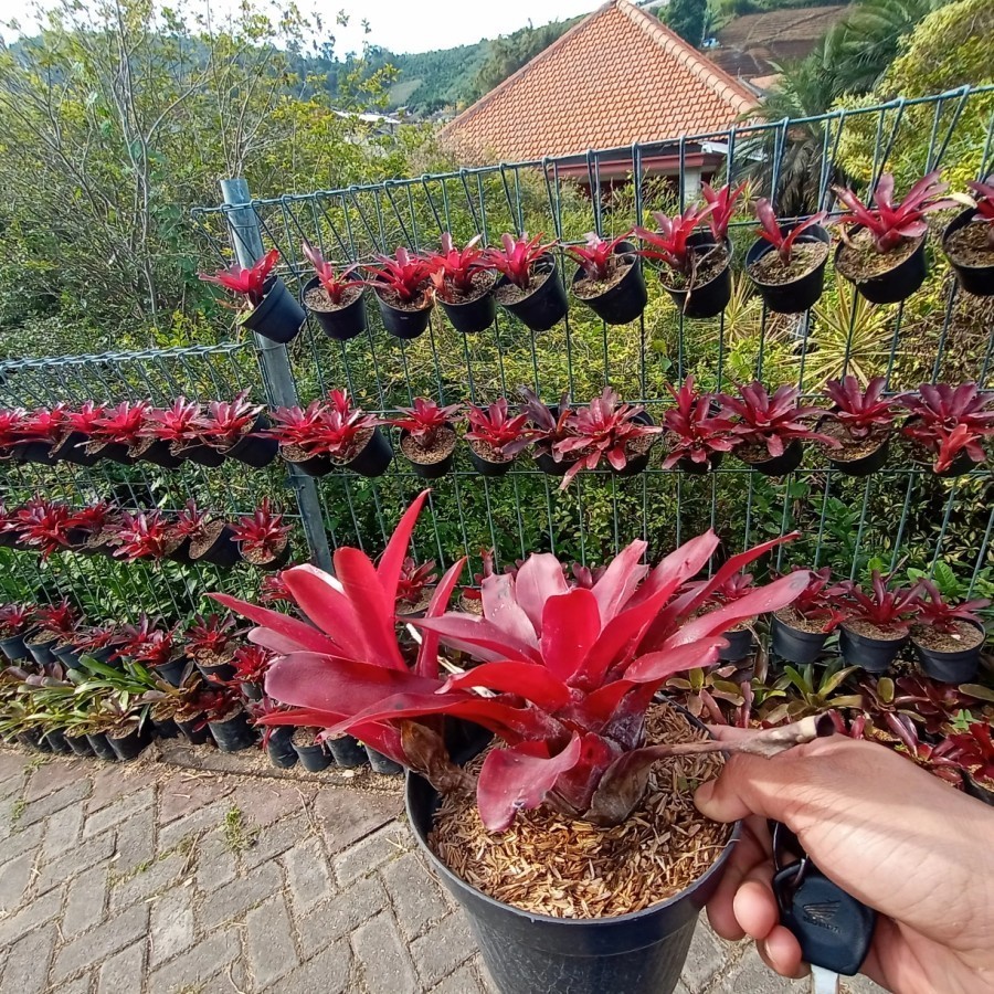 Tanaman Bromelia Lampion - Bromelia Merah - Bromelia Fireball