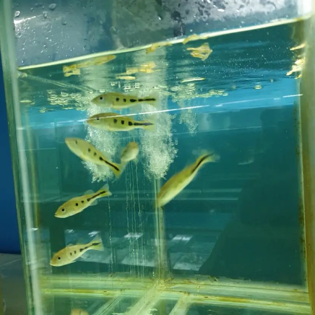 Pbass Mono size 3-5Cm