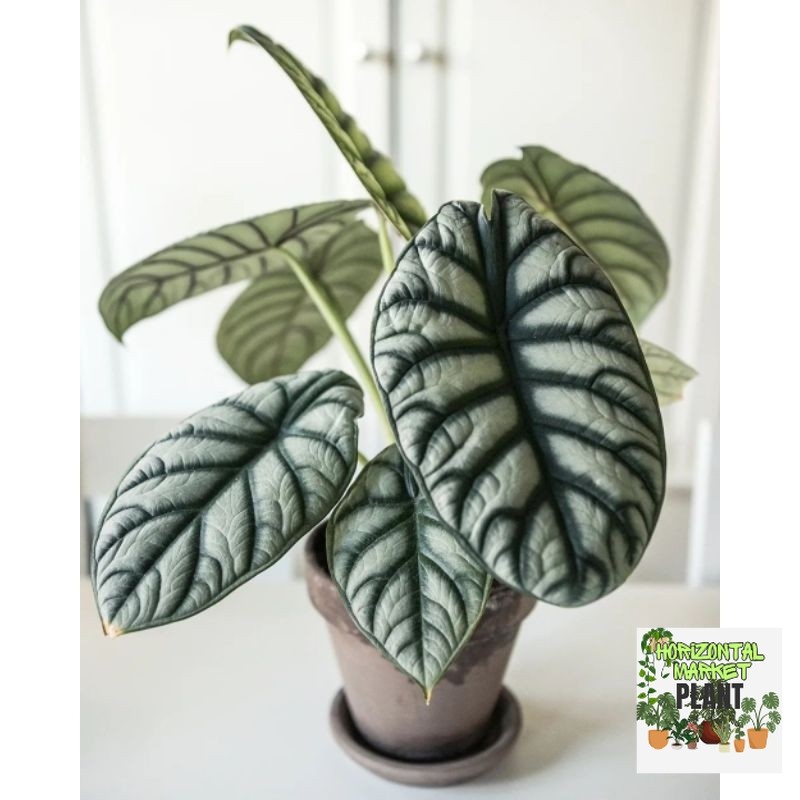Alocasia Dragon Silver / keladi dragon Scale silver