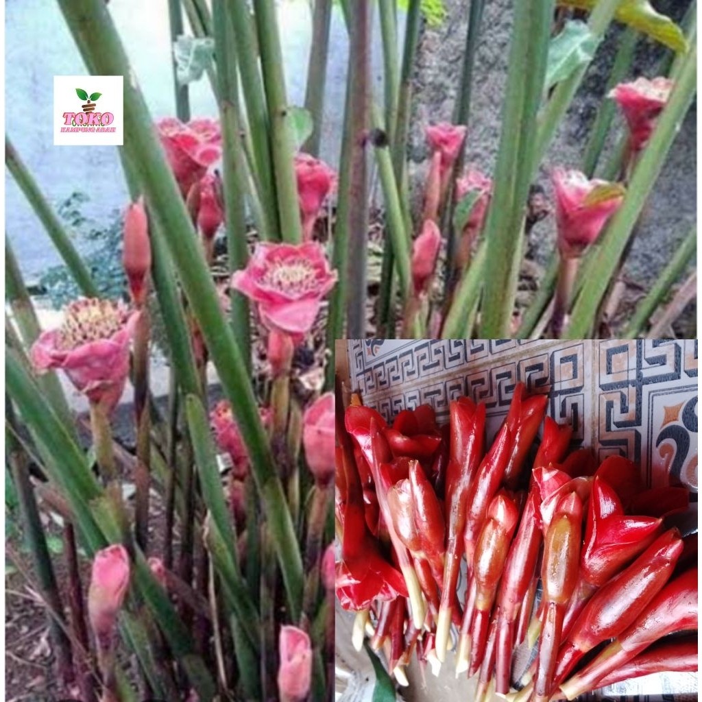 

Bunga kecombrang hutan asam wangi 1kg