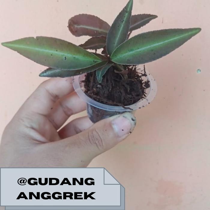 Tanaman hias mini ludisia/jewel orcid/tanaman hias paludarium