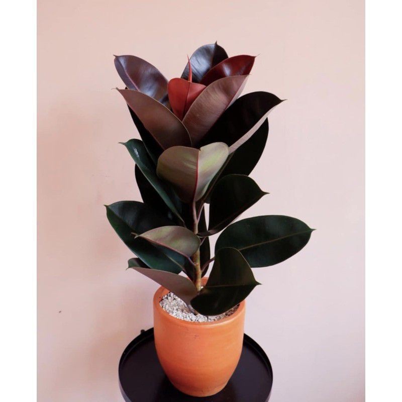 Tanaman hias karet kebo merah rubber plant ficus elastica