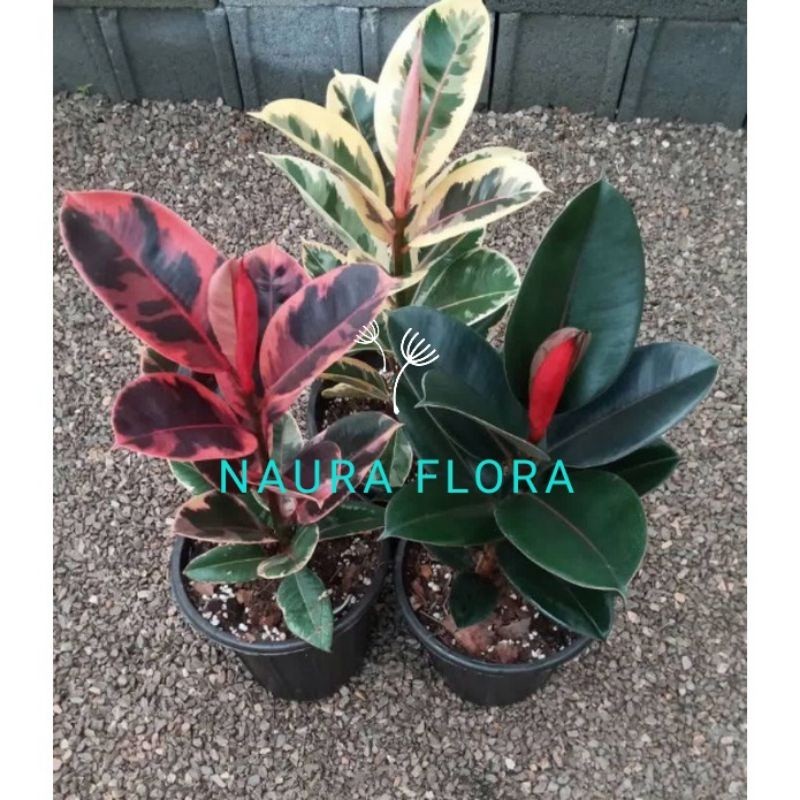 paket hemat 3 karet kebo merah/karet kebo hijau/karet kebo kuning