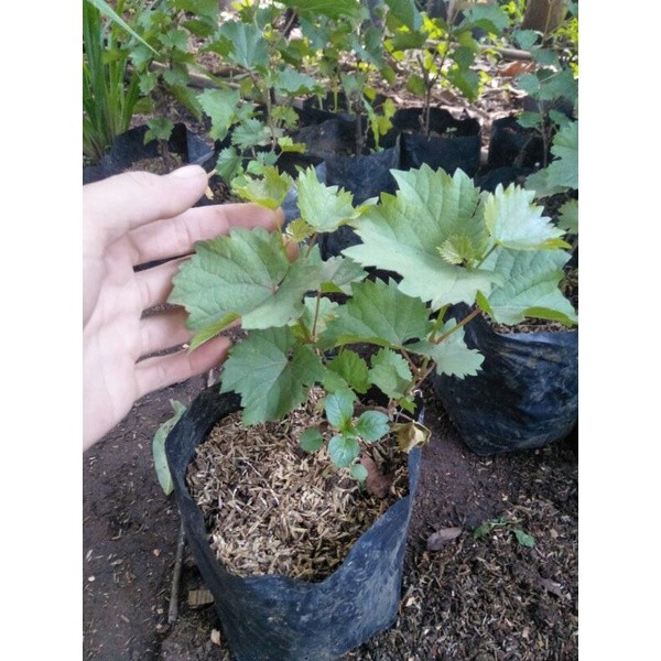 BIBIT TANAMAN ANGGUR JUPITER - BIBIT POHON ANGGUR